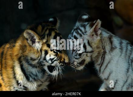 SHANGHAI, Jan. 12, 2022 (Xinhua) -- White tiger cub 'Xiaobai' plays with a Siberian tiger cub at Shanghai Wild Animal Park in Shanghai, east China, Jan. 12, 2022. White tiger cub 'Xiaobai', born on Sept. 21, 2021, is being nurtured at present in Shanghai Wild Animal Park with other two Siberian tiger cubs. (Xinhua/Zhang Jiansong) Stock Photo