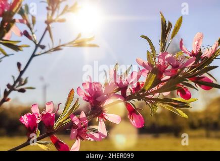 Beautiful nature scene with blooming flowers tree. Spring flowers in the sun Stock Photo