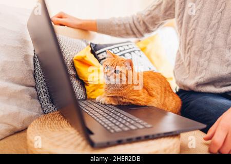 Working online from home with cat using computer. Man showing ginger pet videos on laptop sitting on couch looking at screen. Curious animal intereste Stock Photo
