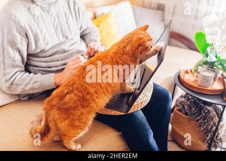 Man working online from home with pet using laptop. Ginger cat touching screen with paw playing with image or videos on computer. Curious animal inter Stock Photo
