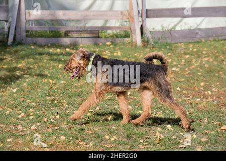 Cute airedale terrier is running on a green grass in the autumn park. Pet animals. Purebred dog. Stock Photo