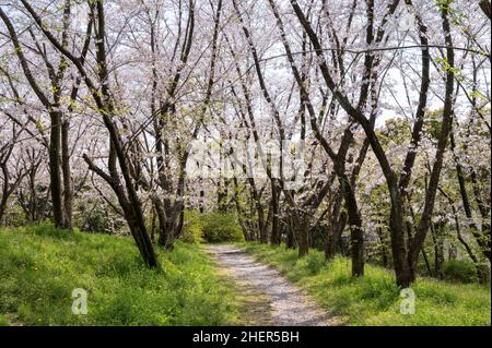 Walking path covered with fallen sakura petals in between blooming cherry blossom trees. Springtime in a park. Stock Photo