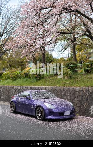 Luxury, purple sport car covered in fallen petals from a sakura cherry blossom tree. Springtime. Stock Photo