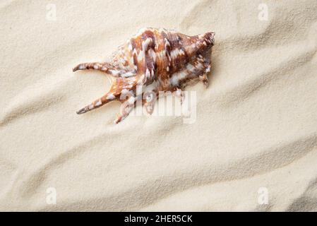 top view of sand dunes with seashells and starfish Stock Photo - Alamy
