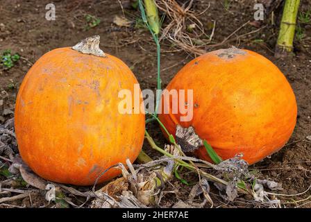 Two bright orange pumpkins growing in a muddy field in Kent, UK Stock Photo