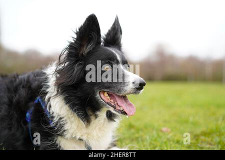 Close up of border collie dog isolated outdoors in UK public park, panting with tongue out, waiting patiently for owner to throw the ball! Stock Photo