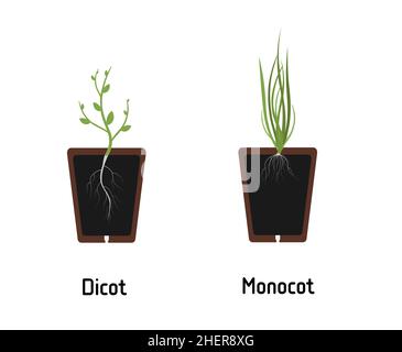 Difference between Monocotyledon and Dicotyledon plants. Different kinds of roots. Isolated vector flat illustration Stock Vector