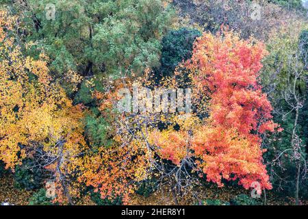 Autumn foliage seen from the top of Leifeng pagoda at West Lake in Hangzhou, China Stock Photo