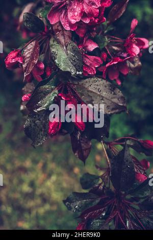 branch of ornamental apple tree malus royalty inafter rain  in springtime Stock Photo