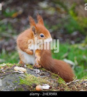 The red squirrel or Eurasian red squirrel is a species of tree squirrel Stock Photo