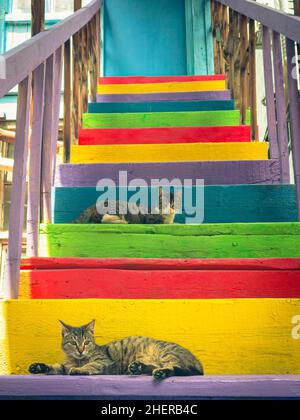 Colorful painted stair steps with local cats lay and look straight. Architecture and sightseeing artistic Tbilisi, Georgia Stock Photo