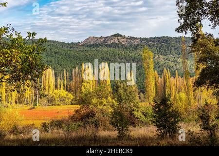 Autumnal Wicker grown in the Natural Park of the Serrania de Cuenca. Canamares. Castilla la Mancha. Spain Stock Photo