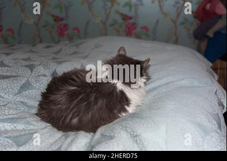 Cat on blue bedding facing away. Stock Photo