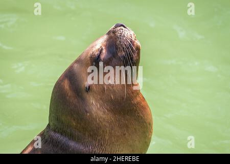 The California sea lion. Stock Photo