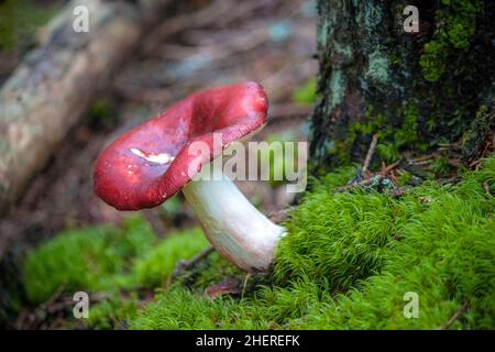 Russula xerampelina, also known as the crab brittlegill or the shrimp mushroom in forest. Stock Photo