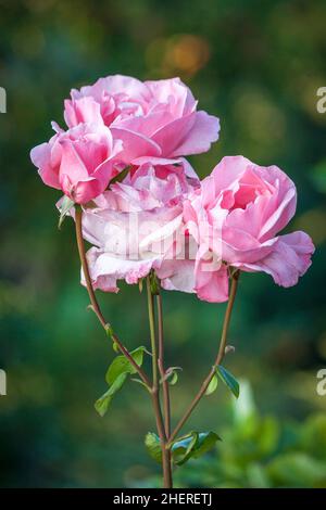Pink garden roses pattern closeup. A beautiful Bush of pink roses on ...