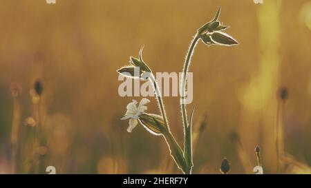 4K Silene Latifolia Subsp. Alba. Formerly Melandrium Album. White Campion Is A Dioecious Flowering Plant In The Family Caryophyllaceae, Native To Most Stock Photo