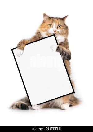 Isolated cat holding a blank sign with paws while standing upright and looking at camera. Adorable fluffy orange white calico cat is sitting on hind l Stock Photo