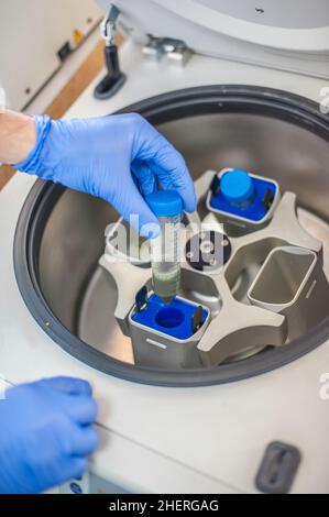 Technician loading a sample to centrifuge machine in the medical or ...