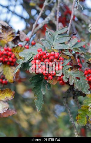 Sorbus hybrida 'Gibbsii' berries in Autumn Stock Photo