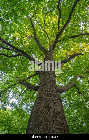 Looking up into an oak tree in a wood near Stock Essex