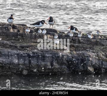 Flurries of snow falling over a High Tide roost of Oystercatchers, Dunlins and Ringed Plovers on a rock in Saltcoats Harbour, North Ayrshire, Scotland Stock Photo