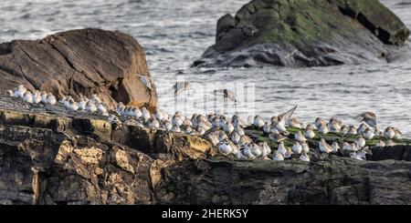 A High Tide roost of mainly Dunlin, Calidris alpina, with some Ringed Plovers, Charadrius hiaticula, on rocks waiting for the tide to turn so that the Stock Photo