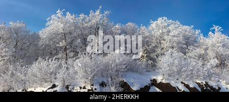 Snow covered trees, Quebec, Canada Stock Photo