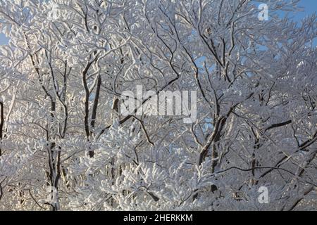 Snow covered trees, Quebec, Canada Stock Photo