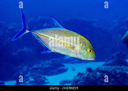 Bluefin trevally (Caranx melampygus) swimming through blue water, coral reef in the background, Indian Ocean, Maldives Stock Photo