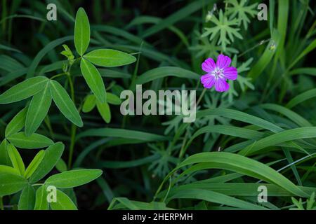 Marsh cranesbill (Geranium palustre), Hesse, Germany Stock Photo