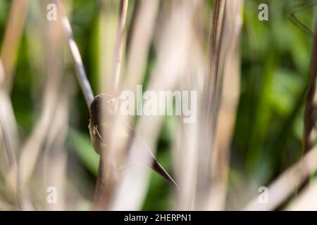 Reed warbler (Acrocephalus scirpaceus) sitting hidden in the reeds, Bonames, Hesse, Germany Stock Photo