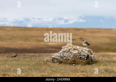 Arctic skua (Stercorarius parasiticus) standing on rocks, Longyearbyen, Spitsbergen, Norway Stock Photo