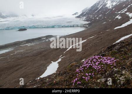 Red purple saxifrage (Saxifraga oppositifolia), St. Jonsfjorden, Spitsbergen, Norway Stock Photo