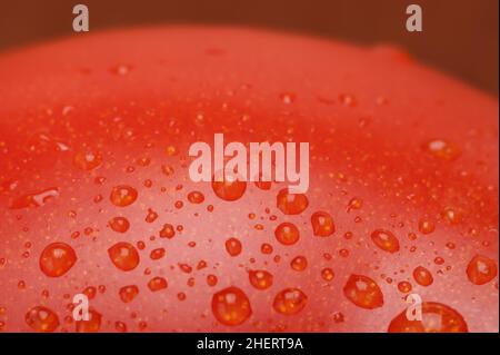 Macro photo of tomato with water droplets on plant. Good for vegetable background Stock Photo
