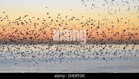 Brighton UK 12th January 2022 - The daily starling murmuration at sunset in Brighton after a beautiful sunny day along the South Coast . Every evening at dusk during Autumn and winter thousands of starlings perform their murmuration before they go to roost under the pier : Credit Simon Dack / Alamy Live News Stock Photo