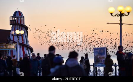 Brighton UK 12th January 2022 - Spectators gather on Brighton Palace Pier to watch the daily starling murmuration at sunset after a beautiful sunny day along the South Coast . Every evening at dusk during Autumn and winter thousands of starlings perform their murmuration before they go to roost under the pier : Credit Simon Dack / Alamy Live News Stock Photo