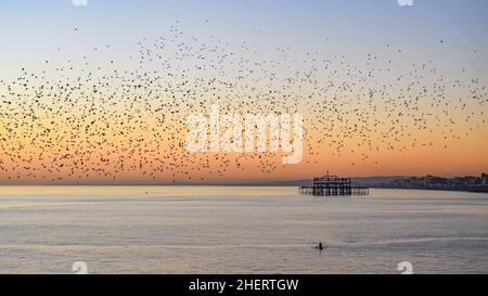 Brighton UK 12th January 2022 - A lone kayaker gets a birdseye view from underneath of the daily starling murmuration at sunset in Brighton . Every evening at dusk during Autumn and winter thousands of starlings perform their murmuration before they go to roost under the pier : Credit Simon Dack / Alamy Live News Stock Photo