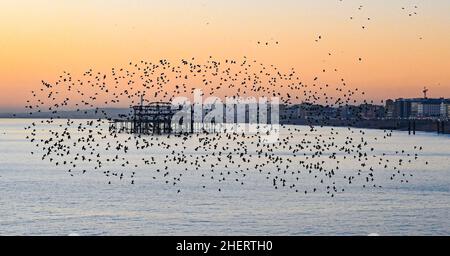 Brighton UK 12th January 2022 - The spectacular daily starling murmuration in Brighton at sunset after a beautiful sunny day along the South Coast . Every evening at dusk during Autumn and winter thousands of starlings perform their murmuration before they go to roost under the pier : Credit Simon Dack / Alamy Live News Stock Photo