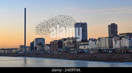 Brighton UK 12th January 2022 - The spectacular daily starling murmuration in Brighton at sunset after a beautiful sunny day along the South Coast . Every evening at dusk during Autumn and winter thousands of starlings perform their murmuration before they go to roost under the pier : Credit Simon Dack / Alamy Live News Stock Photo