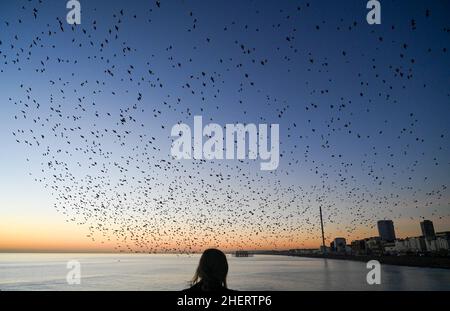 Brighton UK 12th January 2022 - Spectators gather on Brighton Palace Pier to watch the daily starling murmuration at sunset after a beautiful sunny day along the South Coast . Every evening at dusk during Autumn and winter thousands of starlings perform their murmuration before they go to roost under the pier : Credit Simon Dack / Alamy Live News Stock Photo