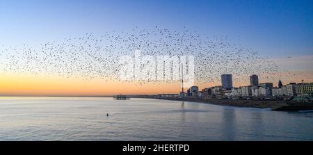 Brighton UK 12th January 2022 - A lone kayaker gets a birdseye view from underneath of the daily starling murmuration at sunset in Brighton . Every evening at dusk during Autumn and winter thousands of starlings perform their murmuration before they go to roost under the pier : Credit Simon Dack / Alamy Live News Stock Photo