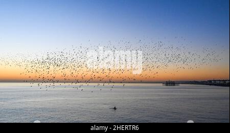 Brighton UK 12th January 2022 - A lone kayaker watches the spectacular daily starling murmuration in Brighton at sunset after a beautiful sunny day along the South Coast . Every evening at dusk during Autumn and winter thousands of starlings perform their murmuration before they go to roost under the pier : Credit Simon Dack / Alamy Live News Stock Photo