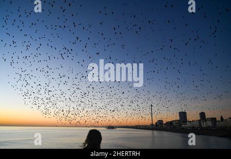 Brighton UK 12th January 2022 - Spectators gather on Brighton Palace Pier to watch the daily starling murmuration at sunset after a beautiful sunny day along the South Coast . Every evening at dusk during Autumn and winter thousands of starlings perform their murmuration before they go to roost under the pier : Credit Simon Dack / Alamy Live News Stock Photo