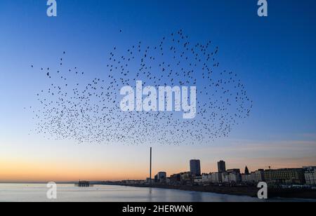 Brighton UK 12th January 2022 - The daily starling murmuration at sunset in Brighton after a beautiful sunny day along the South Coast . Every evening at dusk during Autumn and winter thousands of starlings perform their murmuration before they go to roost under the pier : Credit Simon Dack / Alamy Live News Stock Photo