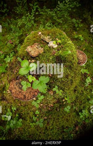 Old mossy stump covered in moss and mushrooms in the forest Stock Photo