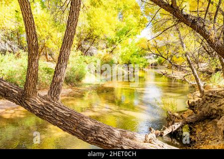 Fall colors glow in overhanging trees reflected in the Gila River in Arizona Stock Photo