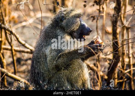 Baboon (Papio), Kruger National Park, South Africa Stock Photo