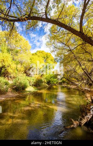 Fall colors glow in overhanging trees reflected in the Gila River in Arizona Stock Photo