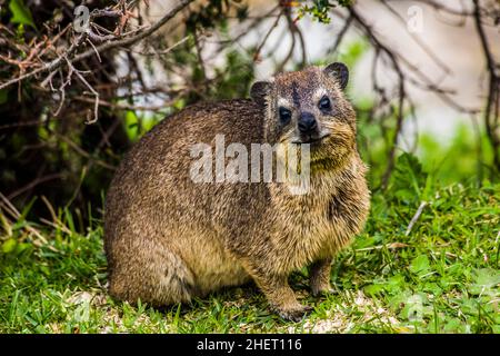 Rock hyrax or Dassie Tsitsikamma National Park Garden Route South ...